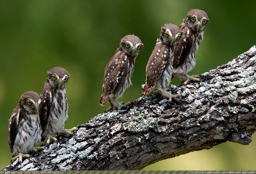 Owls 22 (Cute, Funny and Majestic Photo) (in Cute, Funny and Majestic Owls)