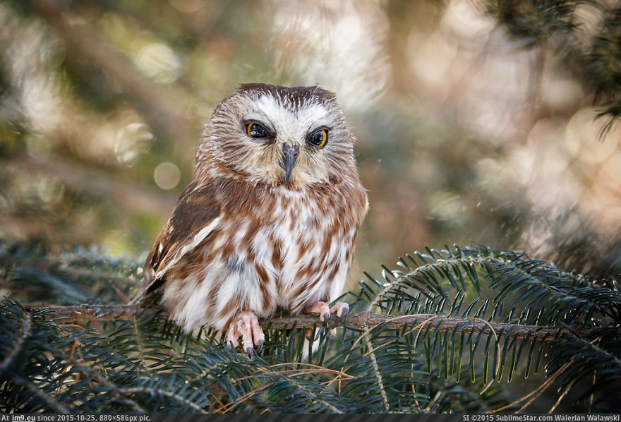 Owls 24 (Cute, Funny and Majestic Photo) (in Cute, Funny and Majestic Owls)