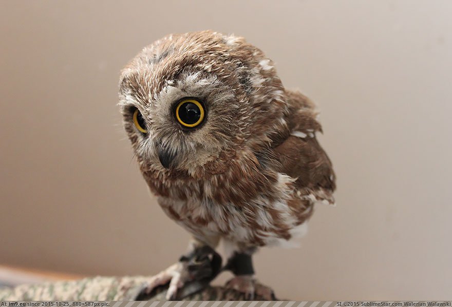 Owls 3 (Cute, Funny and Majestic Photo) (in Cute, Funny and Majestic Owls)