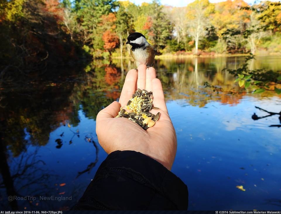 [Pics] A bird in the hand.... (in My r/PICS favs)