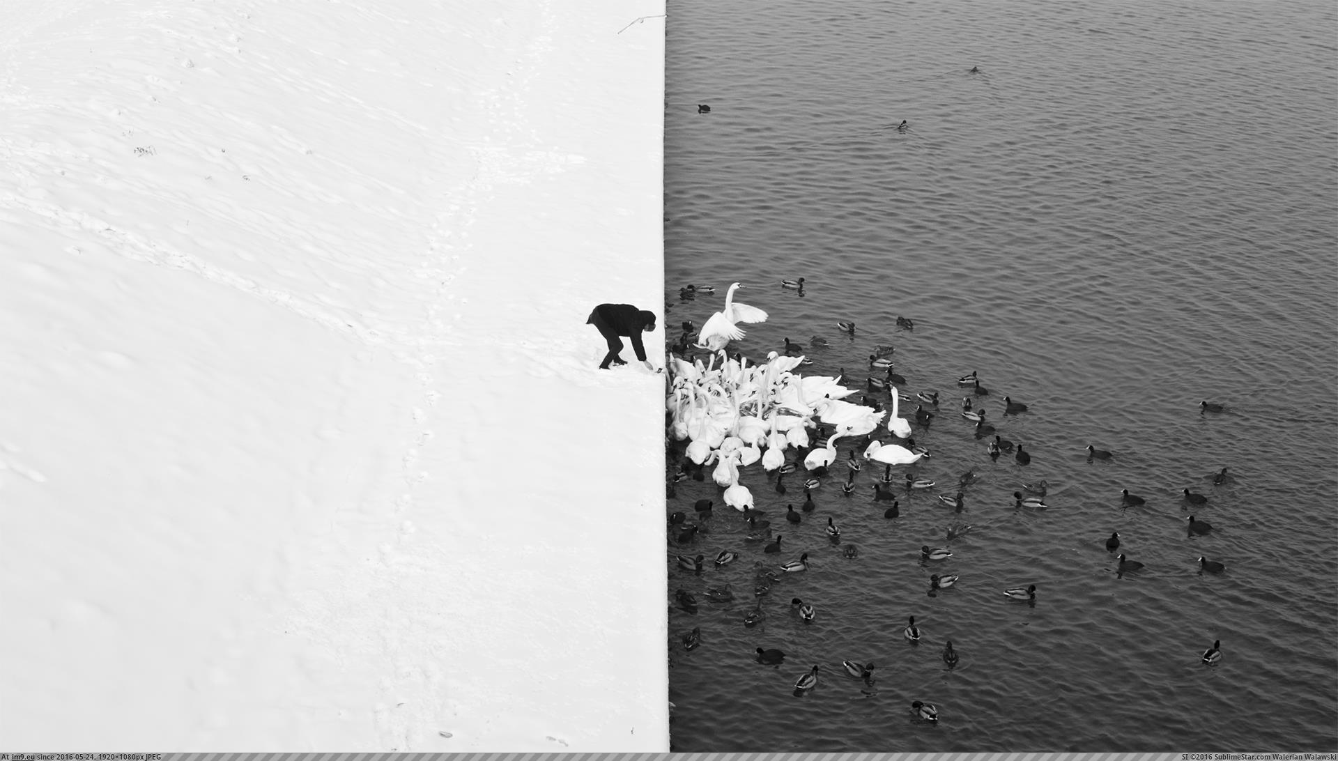 [Pics] 'A Man Feeding Swans in the Snow' by Marcin Ryczek (in My r/PICS favs)