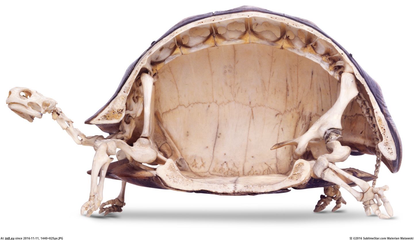 [Pics] Cross section of a Tortoise skeleton (in My r/PICS favs)