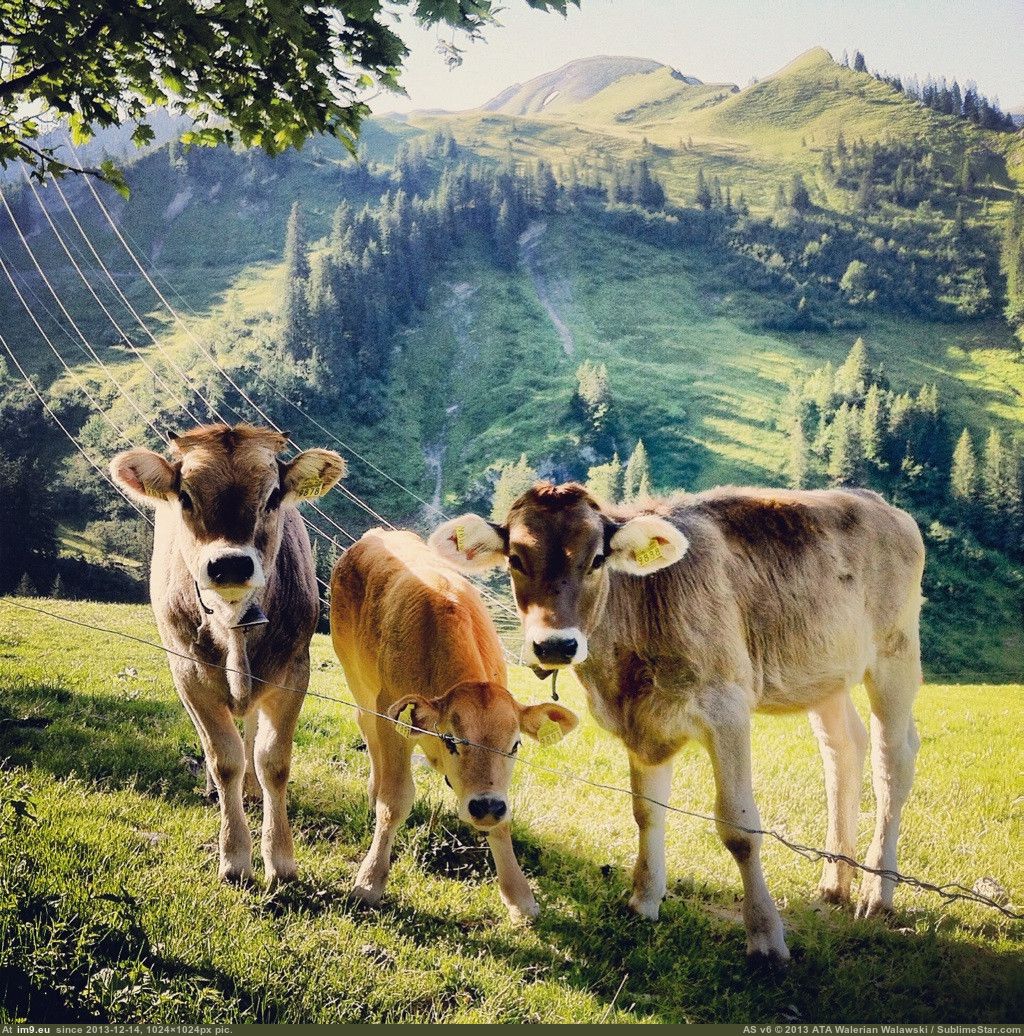 Природа дом животных. Швейцарские коровы. Коровы на пастбище. Коровы в Швейцарии. Красивая корова.