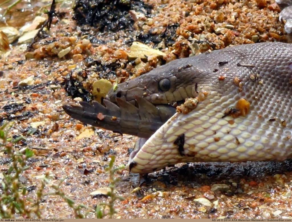 Shaman Eaten By Crocodile