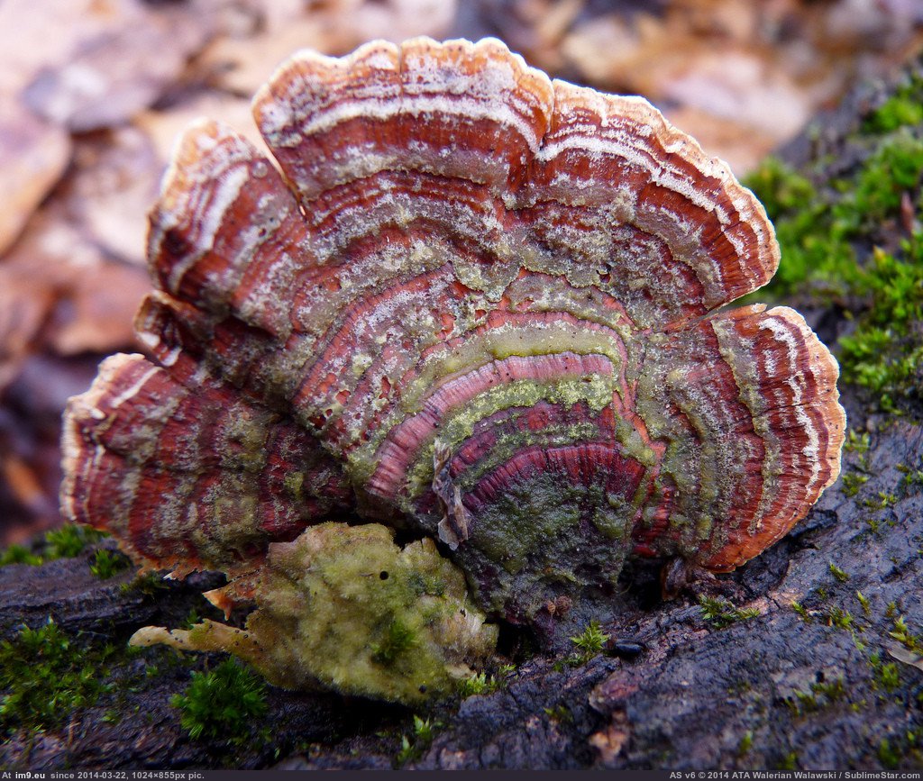 Turkey tail