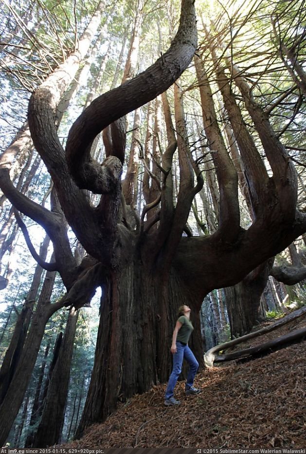 [Pics] This redwood tree is amazing (in My r/PICS favs)