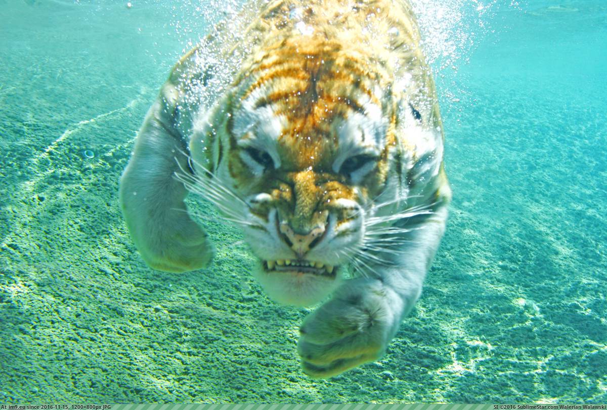 [Pics] Tiger underwater. (in My r/PICS favs)