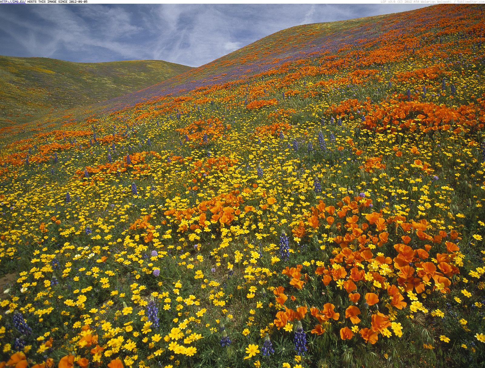 Poppy Field, California (in Beautiful photos and wallpapers)
