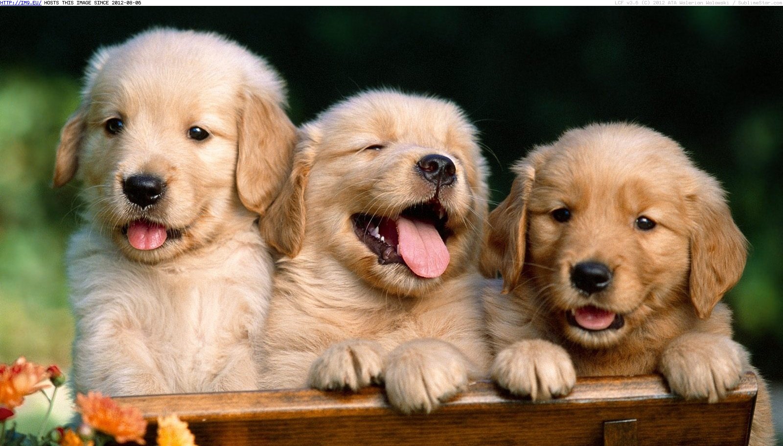 Puppies of golden retriever wallpaper (in Cute Puppies)