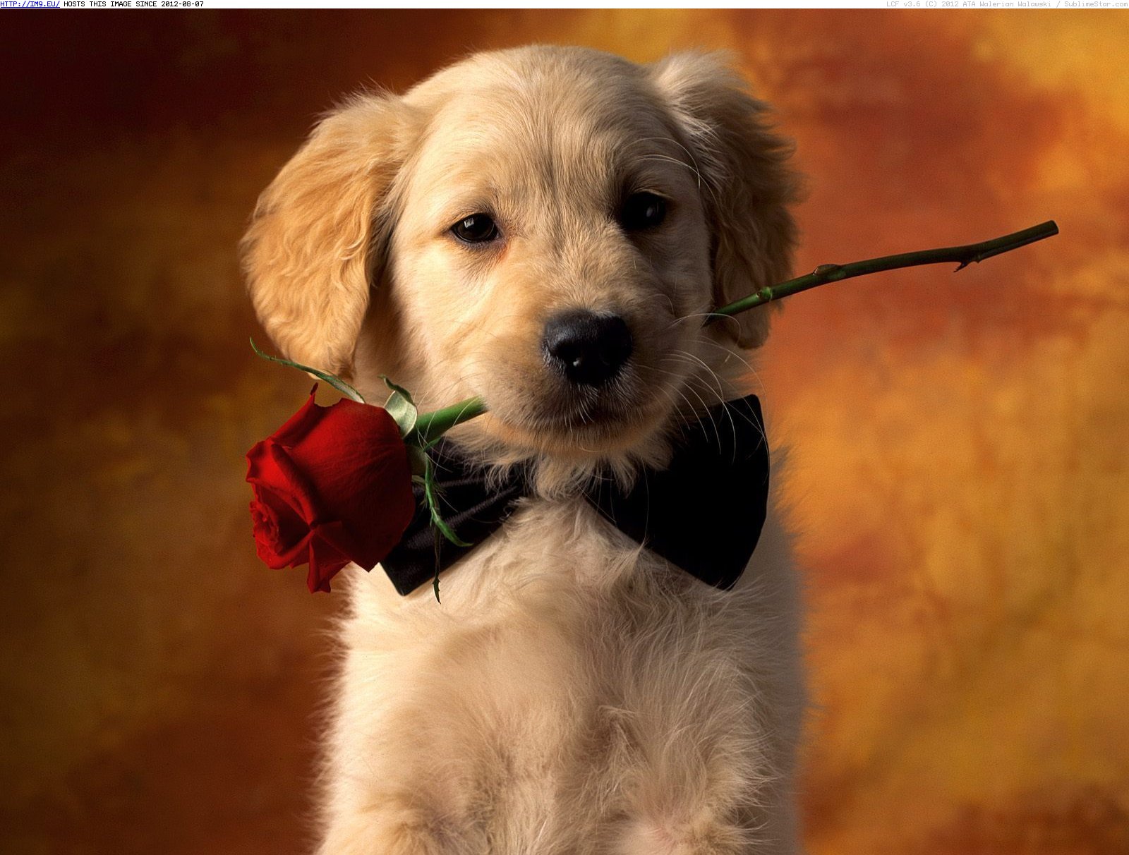 Puppy Love - bowtie, rose - 1600x1200 (in Cute Puppies)