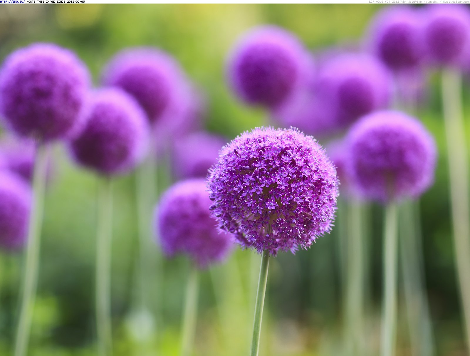 Purple Allium Flowers, Assiniboine Park, Winnipeg, Manitoba (in Beautiful photos and wallpapers)