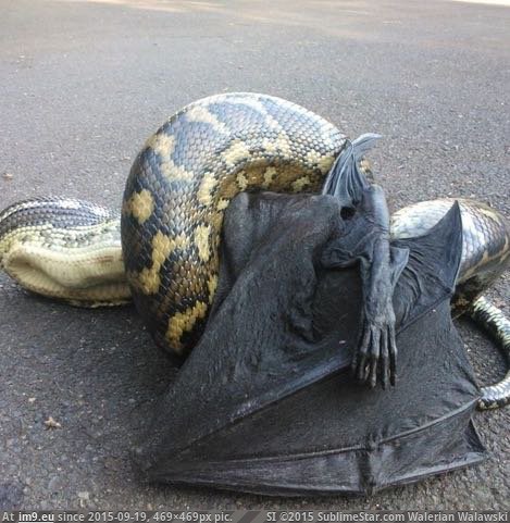 #Alternative #Conspiracy pythonandbat Pic. (Image of album Alternative-News.tk))