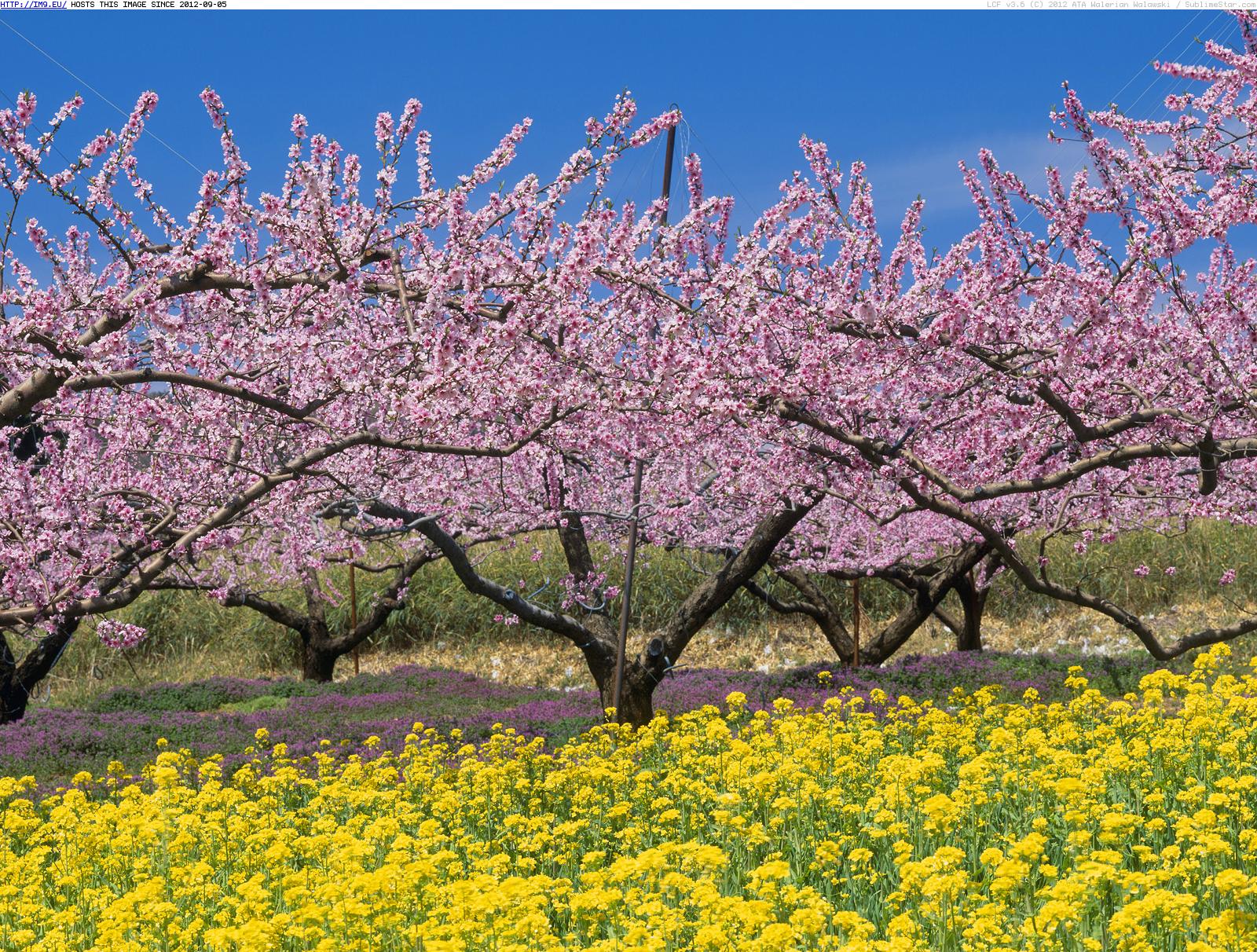 Spring Trees, Nirasaki, Yamanashi, Japan (in Beautiful photos and wallpapers)