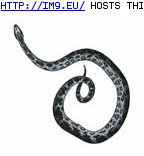 Tattoo Design: 1016 (in Snake Tattoos)