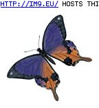 Tattoo Design: 1127 (in Butterfly Tattoos)