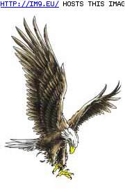 Tattoo Design: BI6-landing-eagle (in Harley Tattoos)