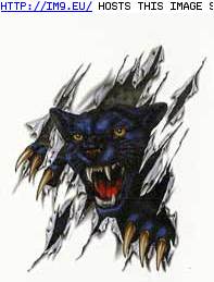 Tattoo Design: BISL-panther-head-clawed (in Tiger Tattoos)
