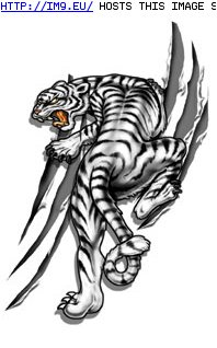 Tattoo Design: EG557 (in Tiger Tattoos)