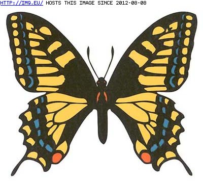 Tattoo Design: large_yellow_butterfly (in Butterfly Tattoos)