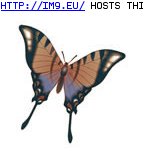 Tattoo Design: mini_butterfly (in Butterfly Tattoos)