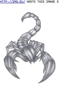 Tattoo Design: scorpio (in Zodiac Tattoos)