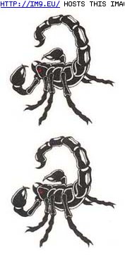 Tattoo Design: two_black_scorpions_tattoos (in Misc. Animal Tattoos)