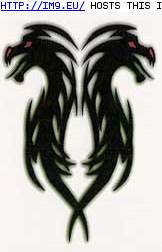 Tattoo Design: VD-back2back-black-dragon-c (in Dragon Tattoos)