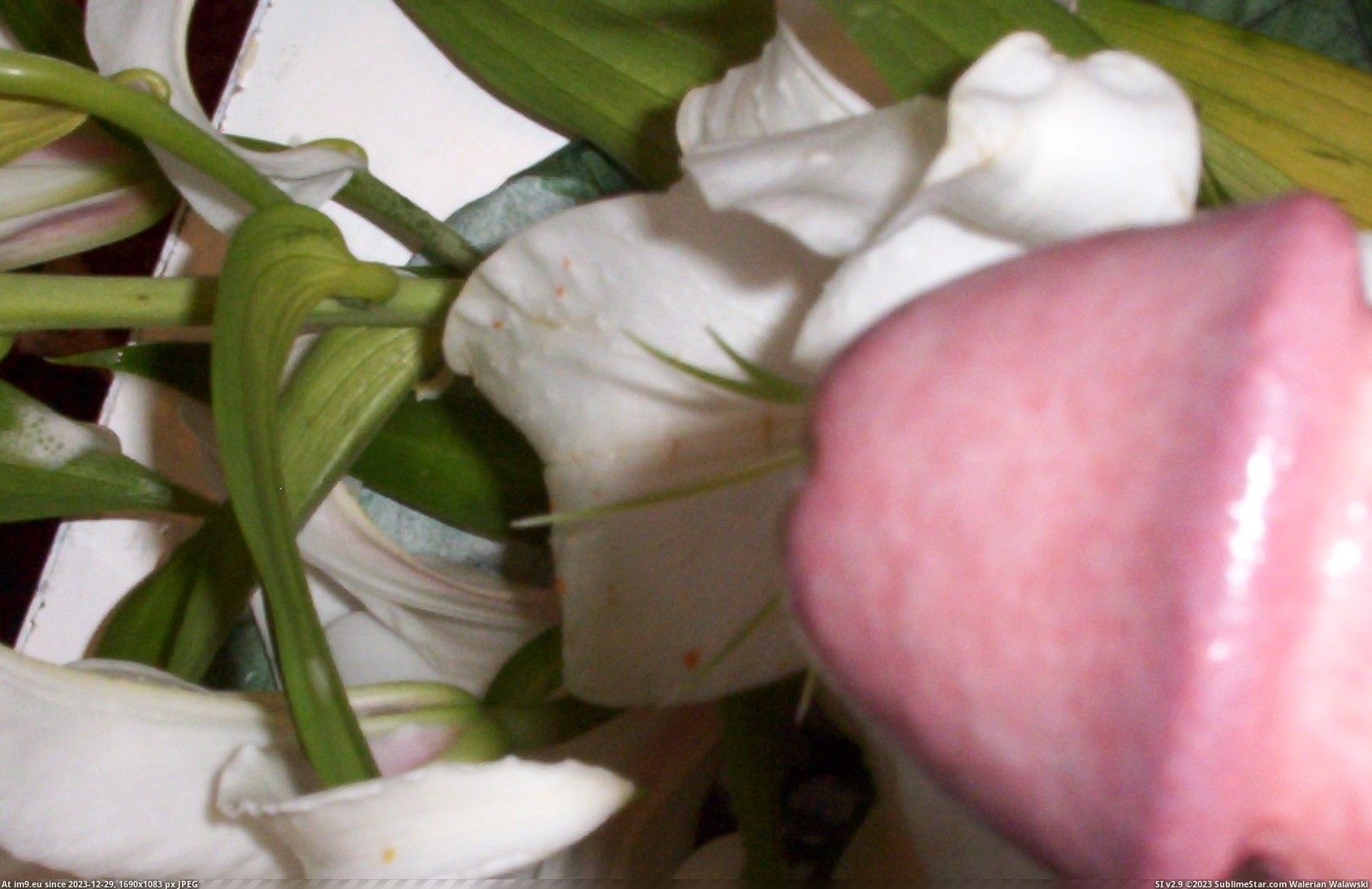 #Photo #Sissy #Tender #Picture tender05 Pic. (Image de album Instant Upload))