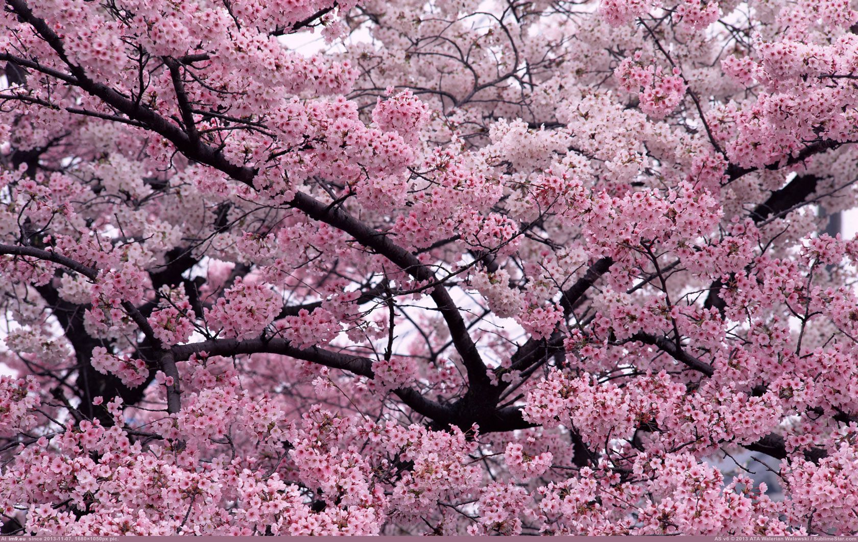 Tree In Bloom Wide (HD wallpaper) (in Amazing HD Wallpapers)