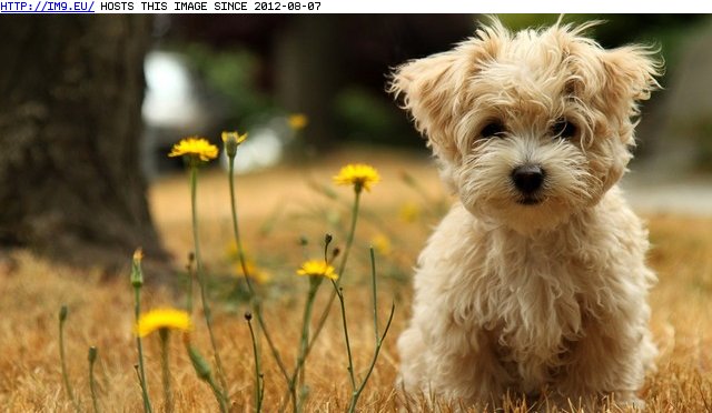 West Highland White Terrier puppy (in Cute Puppies)