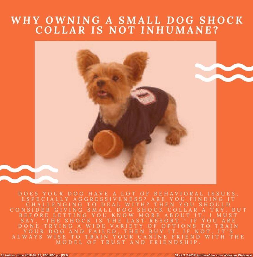 #Small #Dog #Owning #Shock #Collar Why owning a small dog shock collar is not inhumane Pic. (Image of album Instant Upload))