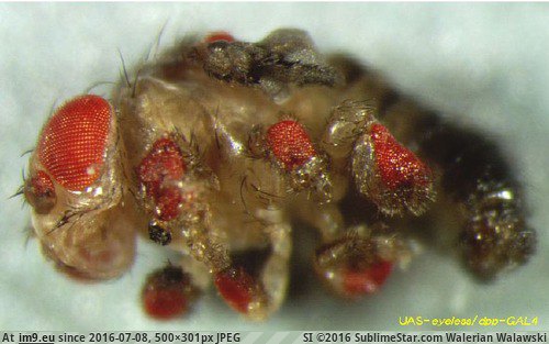 [Wtf] A genetically engineered fruit fly with eyes for legs (in My r/WTF favs)