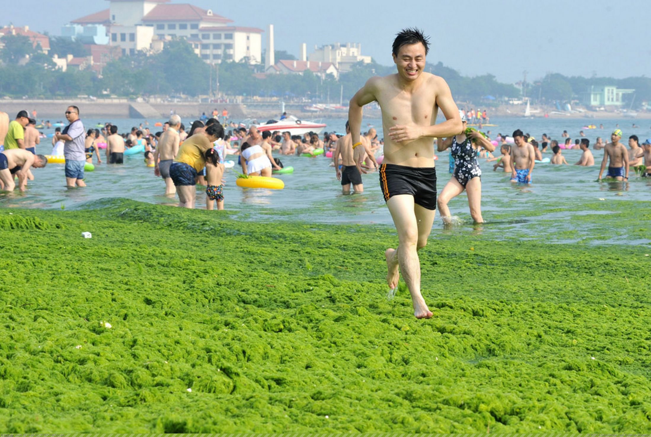 Япония купаться. Желтое море Циндао. Жёлтое море в Китае Циндао. Пляж в Китае. Китайцы купаются.