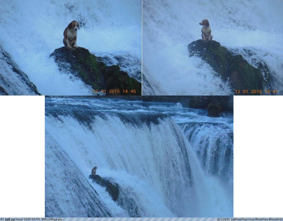 [Wtf] Dog in the middle of waterfall (Bosnia) (in My r/WTF favs)