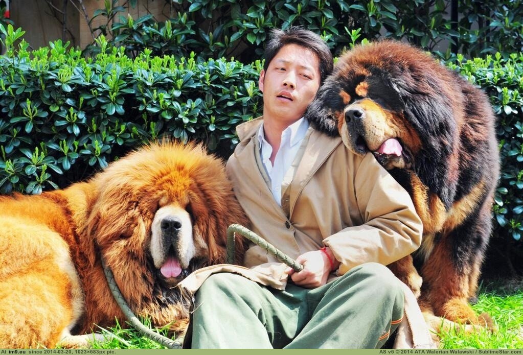 [Wtf] These dogs cost $2 Million (in My r/WTF favs)