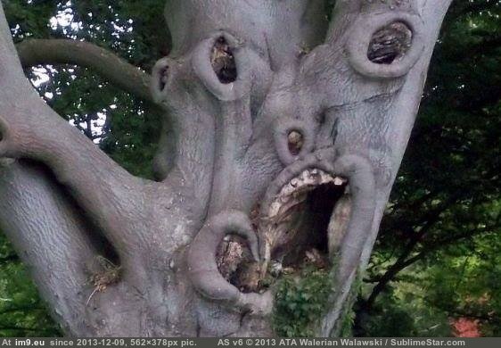 [Wtf] This popped up on my Facebook, apparently it's a tree at a nursing home. (in My r/WTF favs)