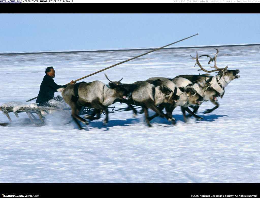 Yar Sale Reindeer (in National Geographic Photo Of The Day 2001-2009)