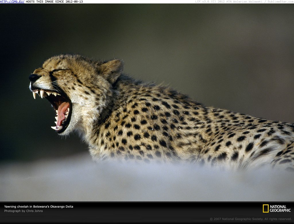 Yawning Cheetah Okavango Delta (in National Geographic Photo Of The Day 2001-2009)