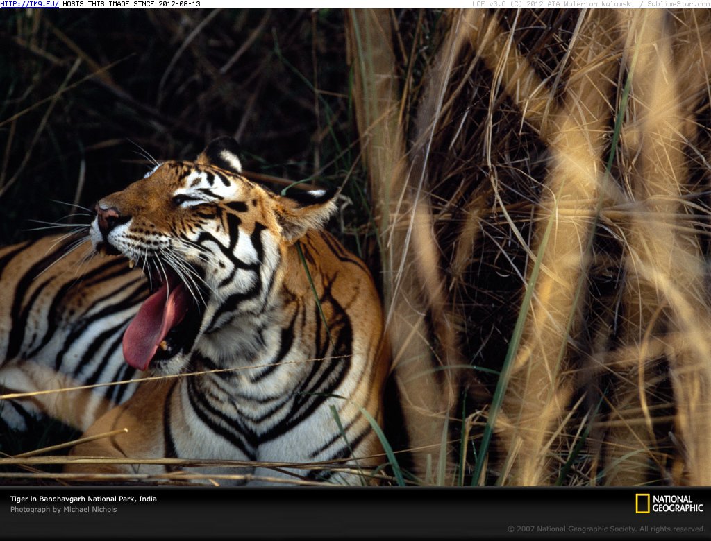 Yawning Tiger India (in National Geographic Photo Of The Day 2001-2009)