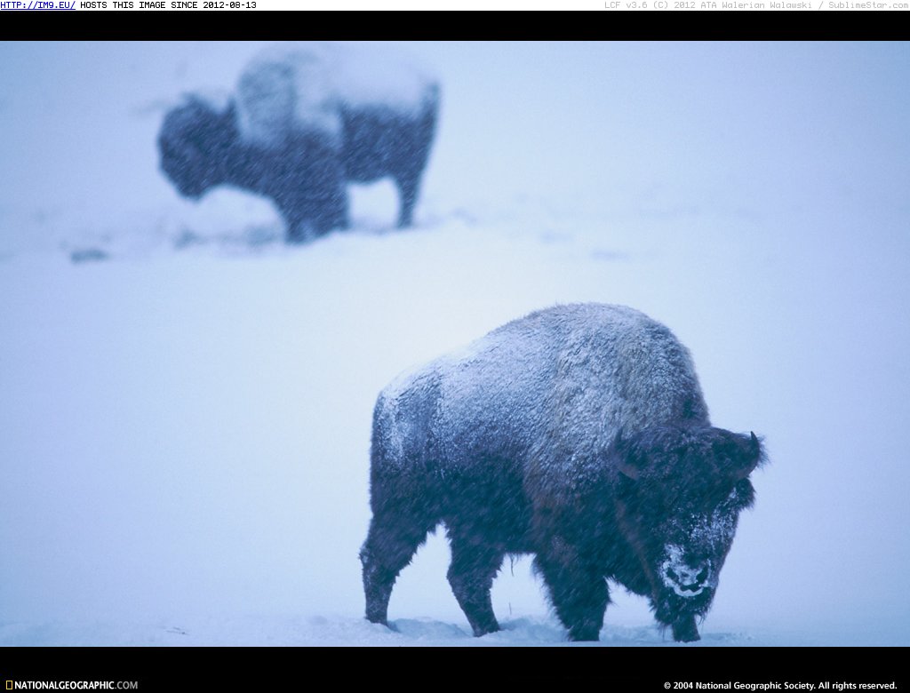 Yellowstone Bison (in National Geographic Photo Of The Day 2001-2009)