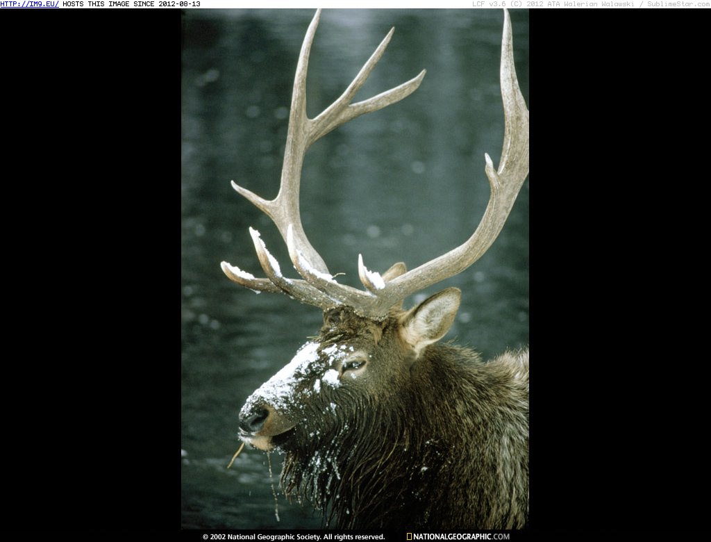 Yellowstone Bull Elk (in National Geographic Photo Of The Day 2001-2009)