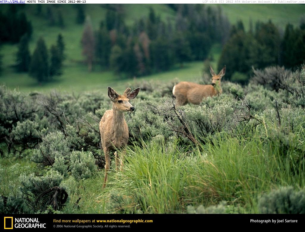 Yellowstone Mule Deer (in National Geographic Photo Of The Day 2001-2009)