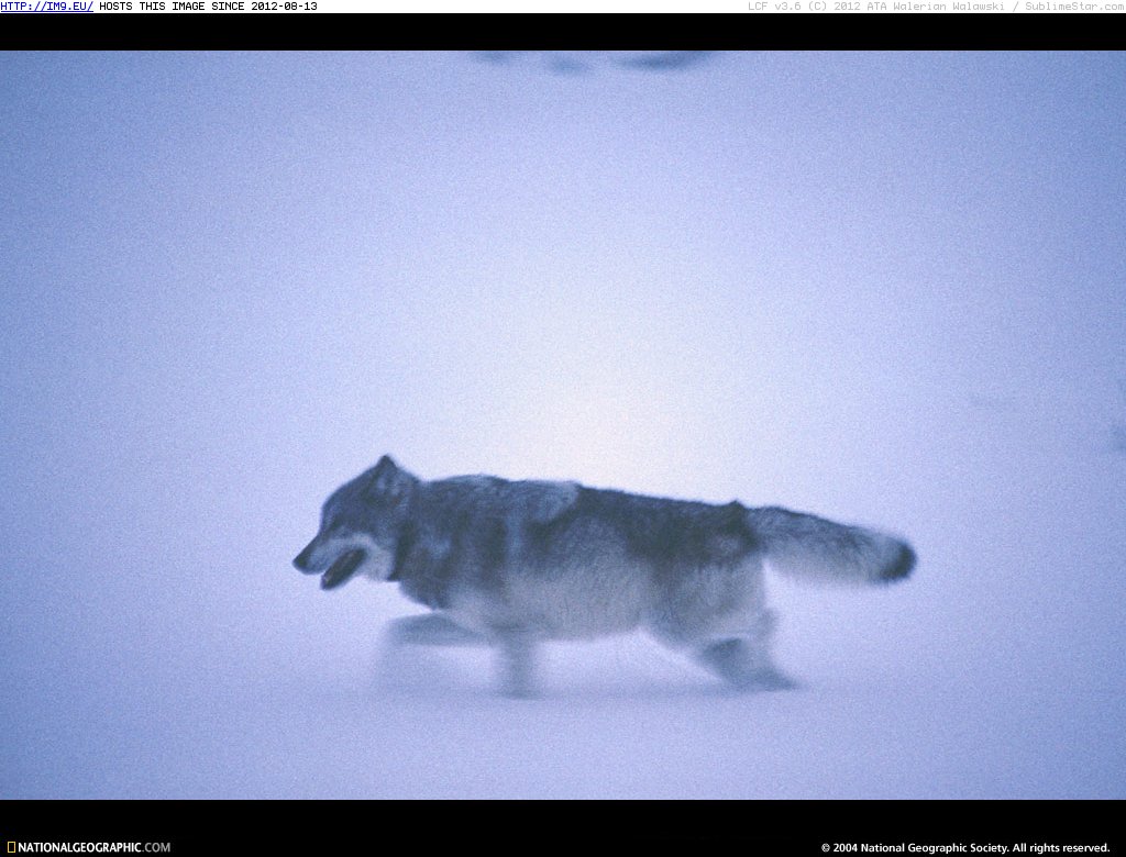 Yellowstone Wolf (in National Geographic Photo Of The Day 2001-2009)