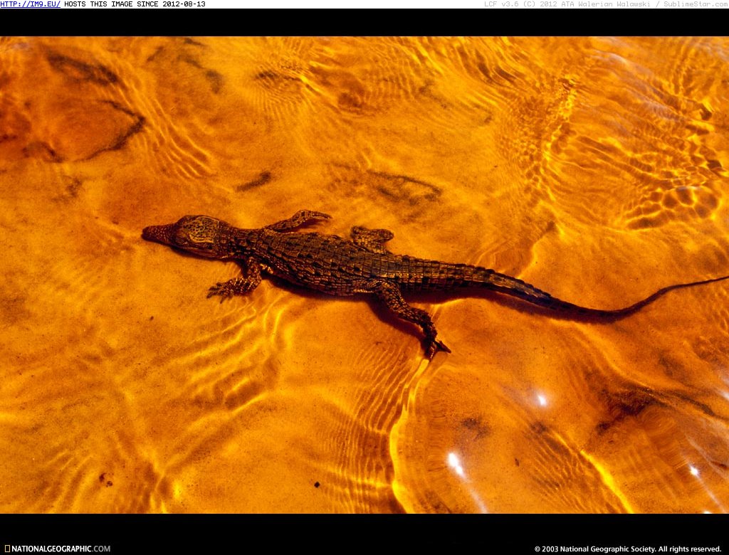 Young Gabon Croc (in National Geographic Photo Of The Day 2001-2009)