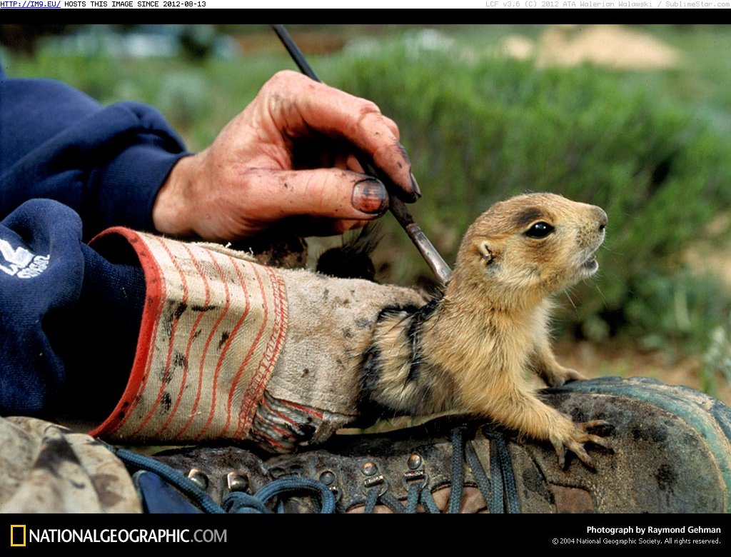 Young Prairie Dog (in National Geographic Photo Of The Day 2001-2009)
