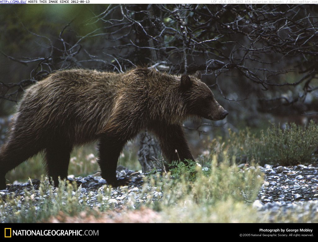 Yukon Grizzly (in National Geographic Photo Of The Day 2001-2009)