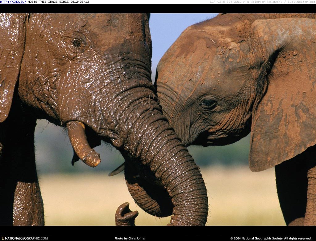 Zambezi Elephants (in National Geographic Photo Of The Day 2001-2009)