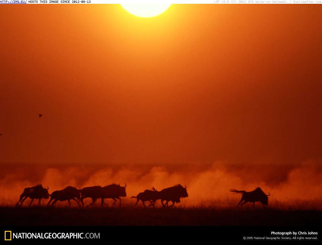 Zambezi Wildebeests (in National Geographic Photo Of The Day 2001-2009)