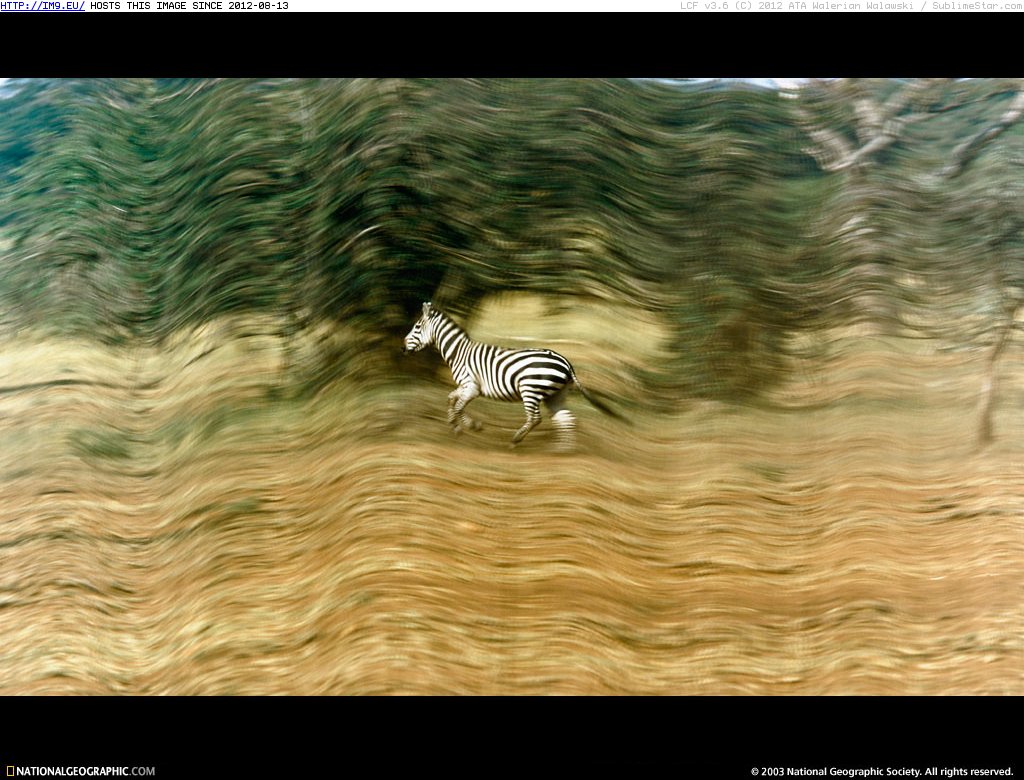 Zebra Grace (in National Geographic Photo Of The Day 2001-2009)